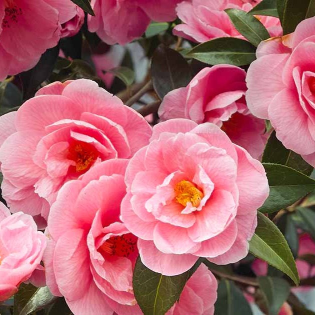 Pink Orange Camellia Seeds