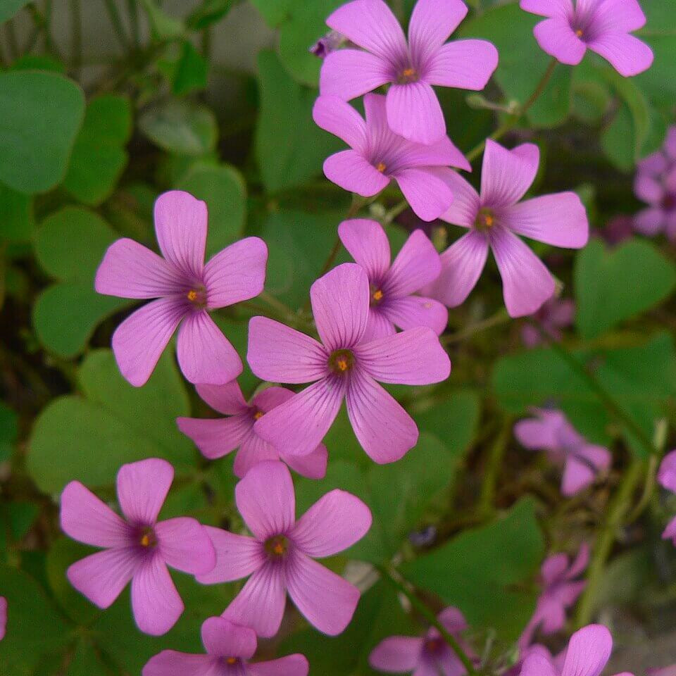 Pink Oxalis Laciniata seeds - Flower Plant