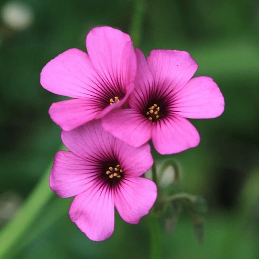 Pink Oxalis Laciniata seeds - Flower Plant