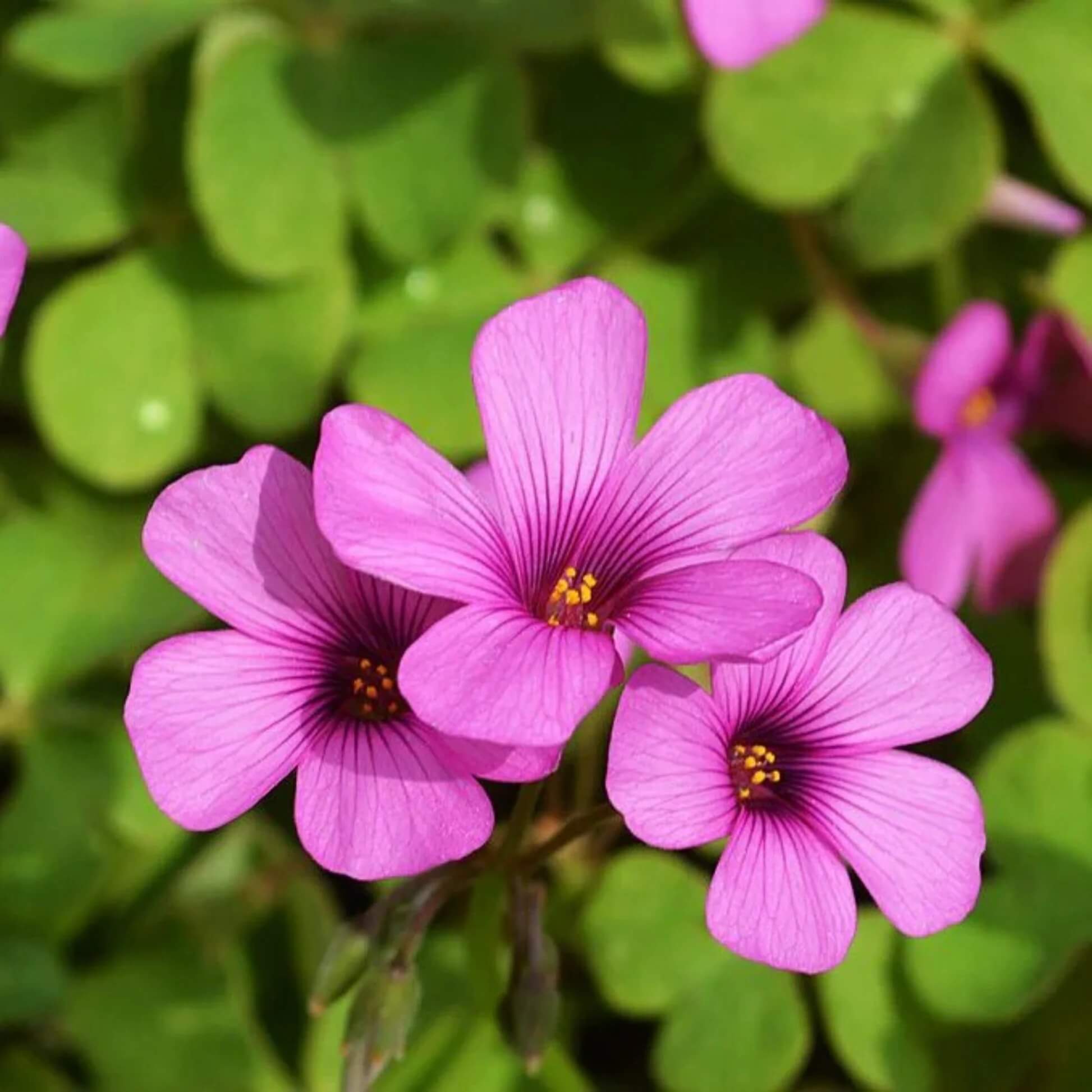 Pink Oxalis Laciniata seeds - Flower Plant