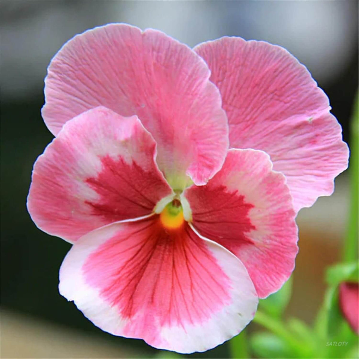Pink Pansy Seeds
