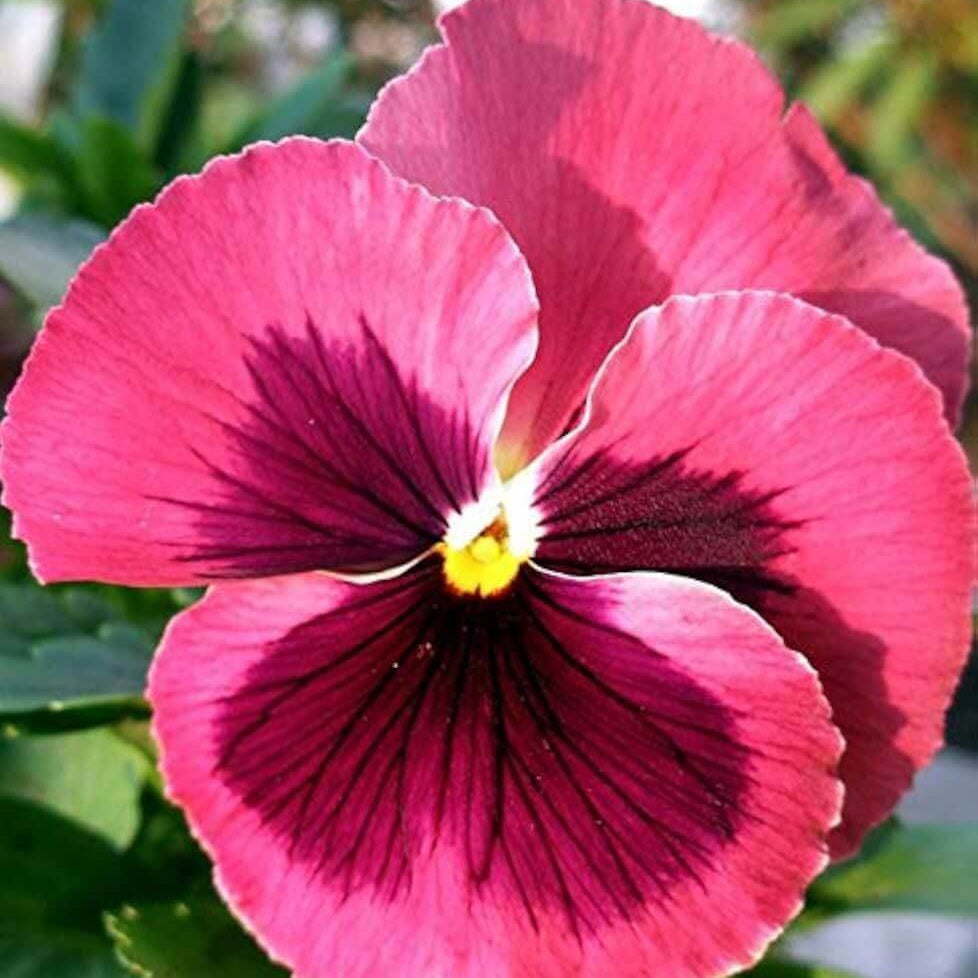 Pink Pansy Seeds