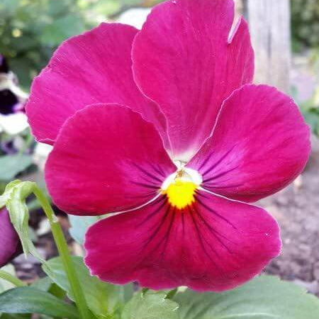 Pink Pansy Seeds