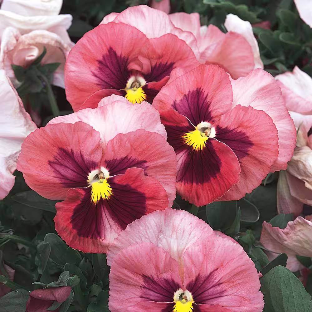 Pink Pansy Seeds