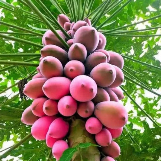 Pink Papaya Seeds