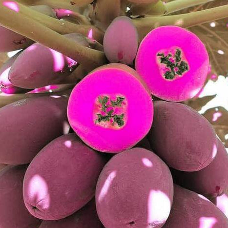 Pink Papaya Seeds
