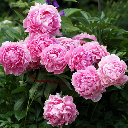 Pink Peony Seeds