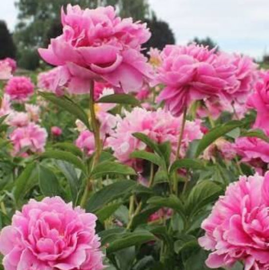 Pink Peony Seeds