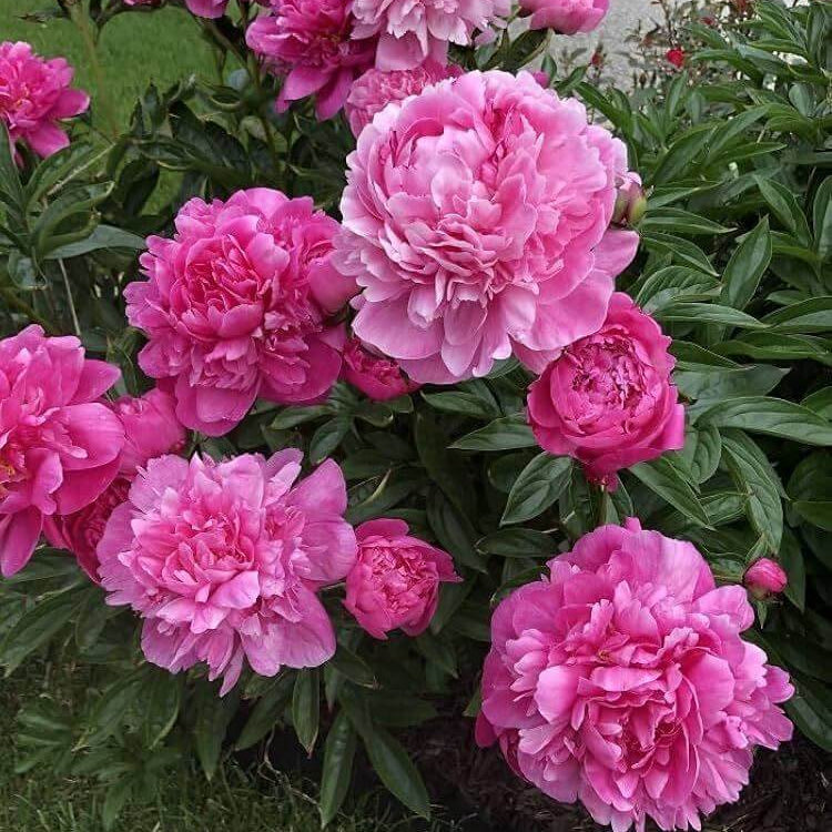 Pink Peony Seeds