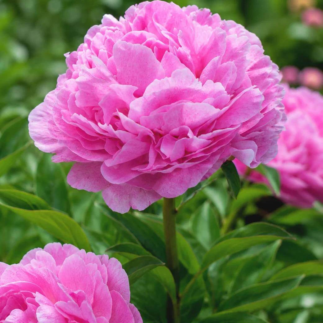 Pink Peony Seeds