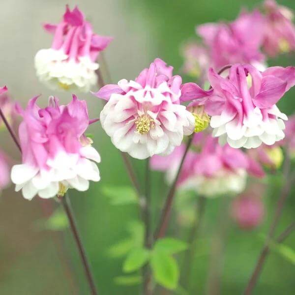 Pink Petticoat Columbine Seeds - Heirloom Flower Plant for Home Gardens