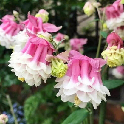 Pink Petticoat Columbine Seeds - Heirloom Flower Plant for Home Gardens