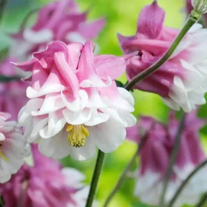 Pink Petticoat Columbine Seeds - Heirloom Flower Plant for Home Gardens