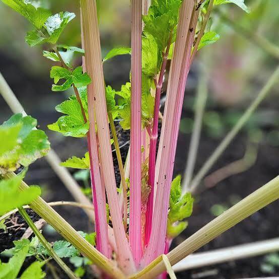 Pink Plume Celery Seeds