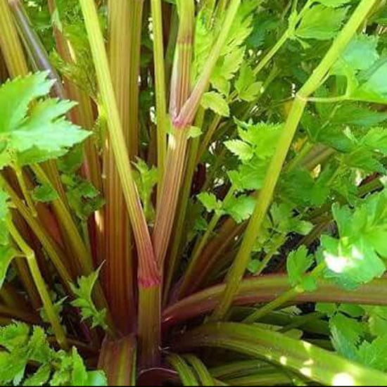 Pink Plume Celery Seeds