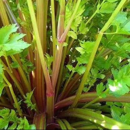 Pink Plume Celery Seeds