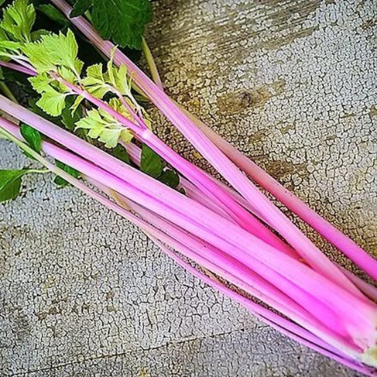 Pink Plume Celery Seeds