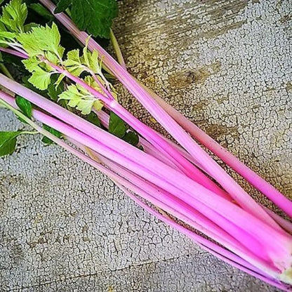 Pink Plume Celery Seeds