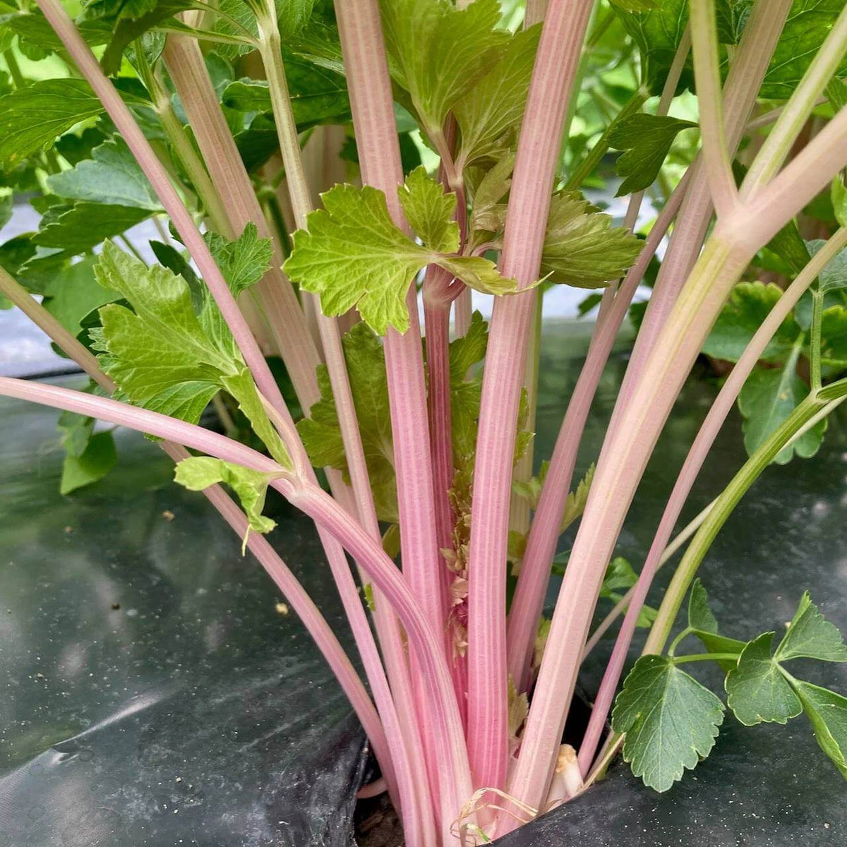 Pink Plume Celery Seeds