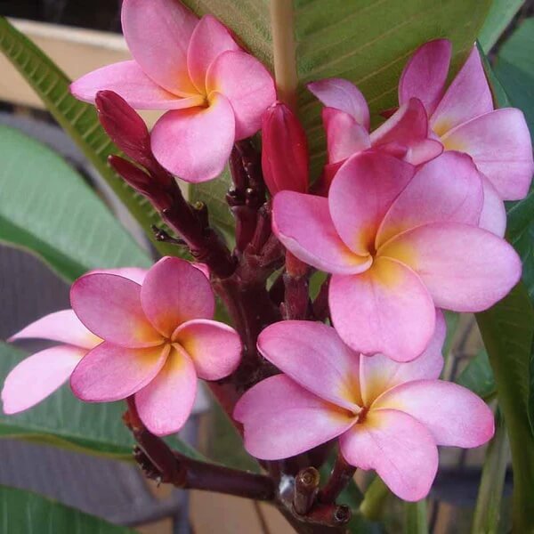 Pink Plumeria Seeds 