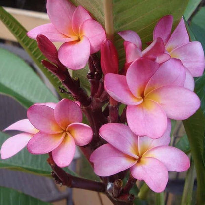 Pink Plumeria Seeds 