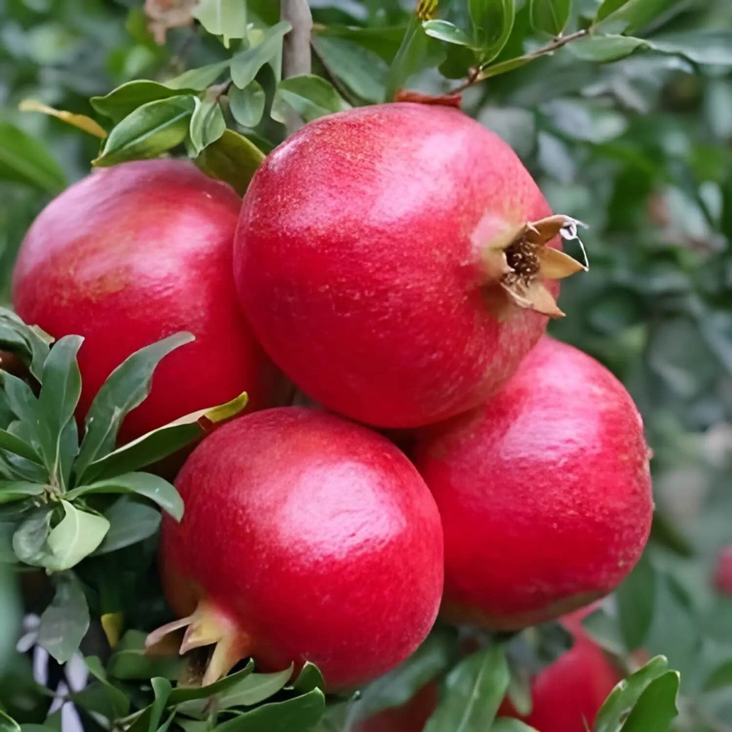 Pink Pomegranate Seeds