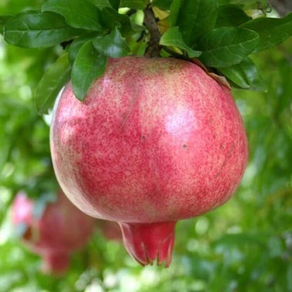 Pink Pomegranate Seeds