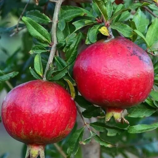 Pink Pomegranate Seeds
