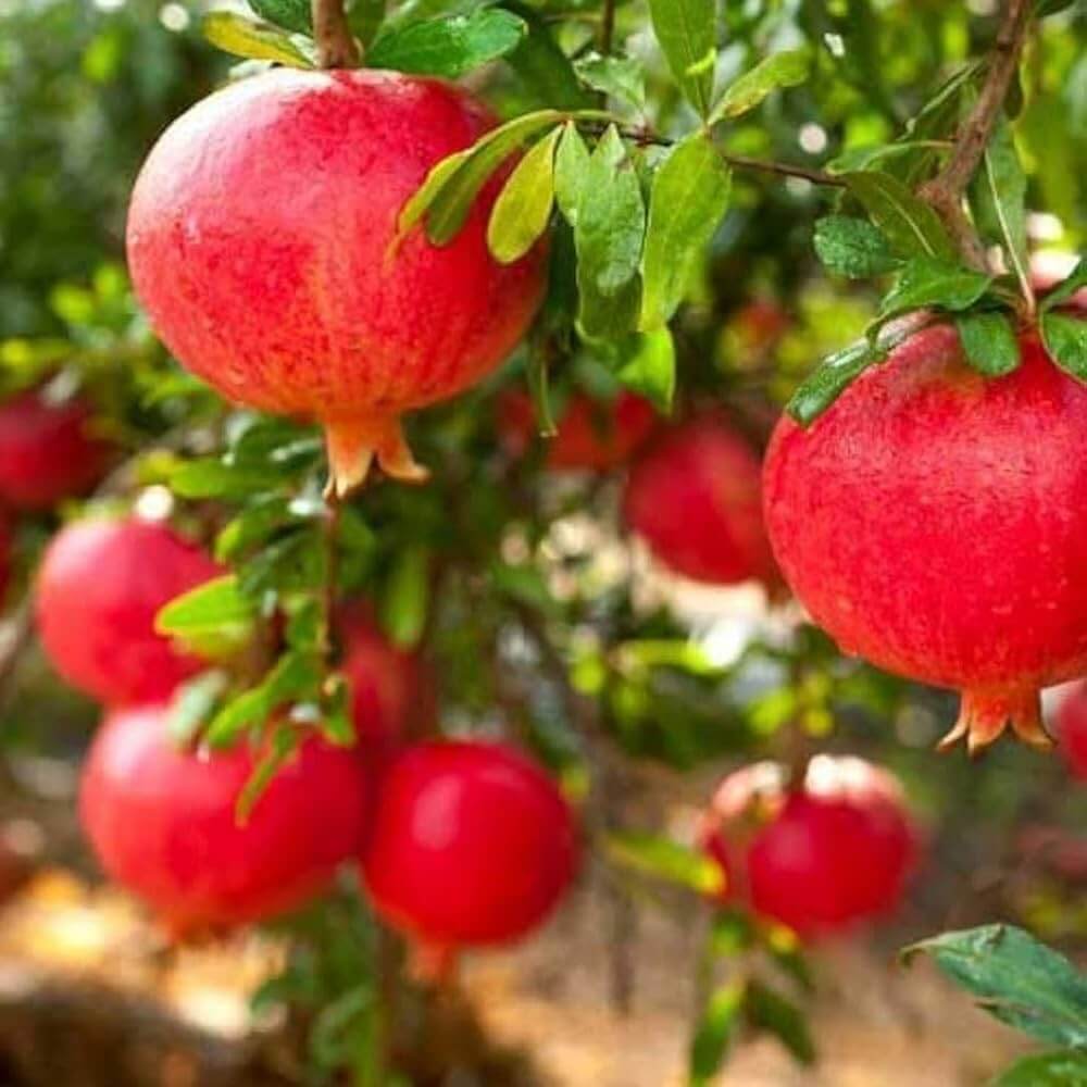 Pink Pomegranate Seeds