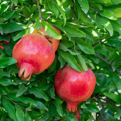 Pink Pomegranate Seeds