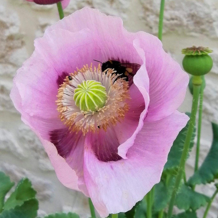 Pink Poppy Seeds  - Flower Plant
