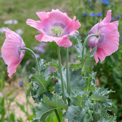 Pink Poppy Seeds  - Flower Plant