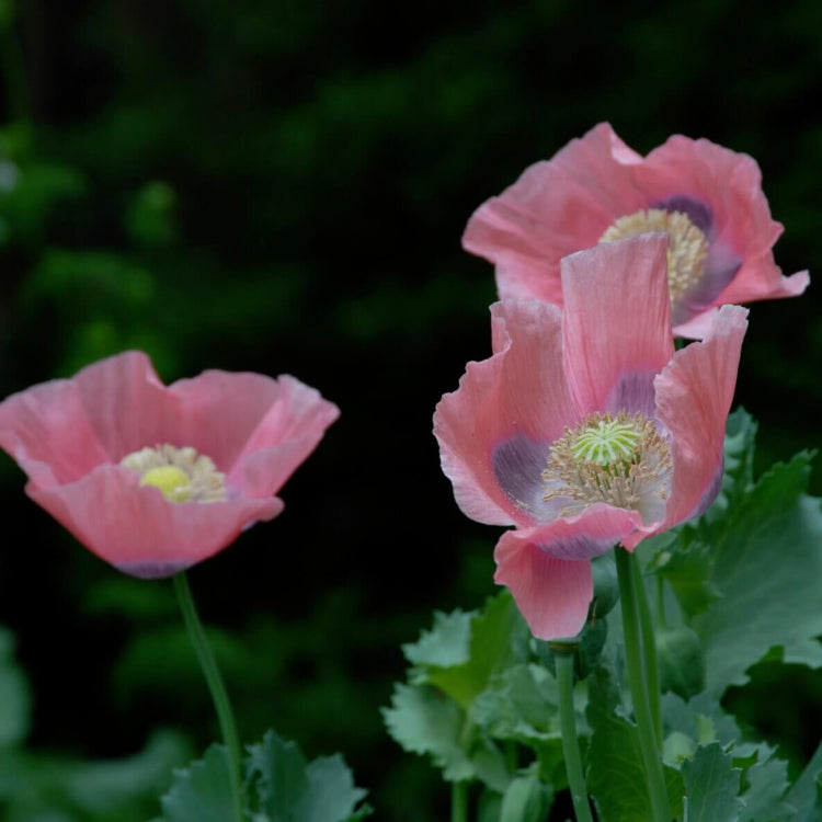 Pink Poppy Seeds  - Flower Plant