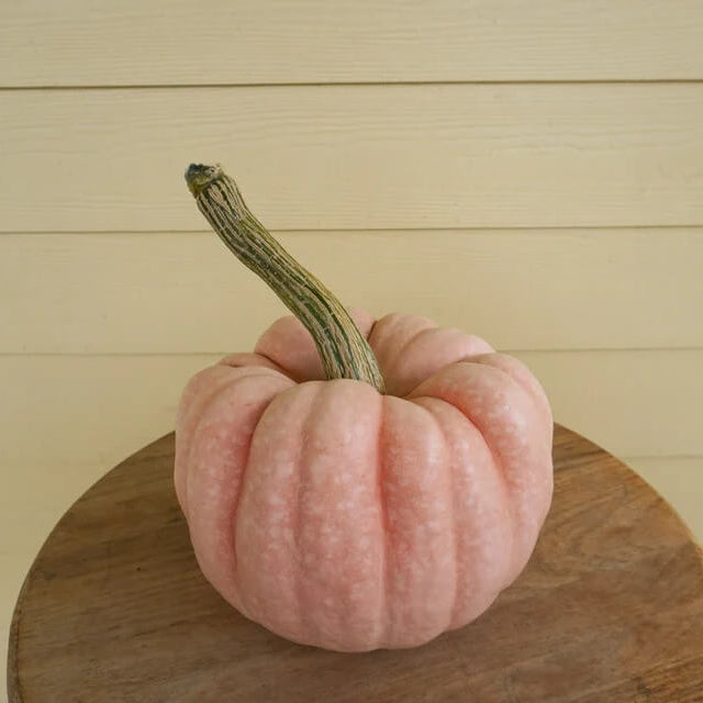 Pink Pumpkin Seeds