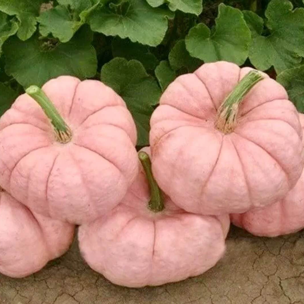 Pink Pumpkin Seeds