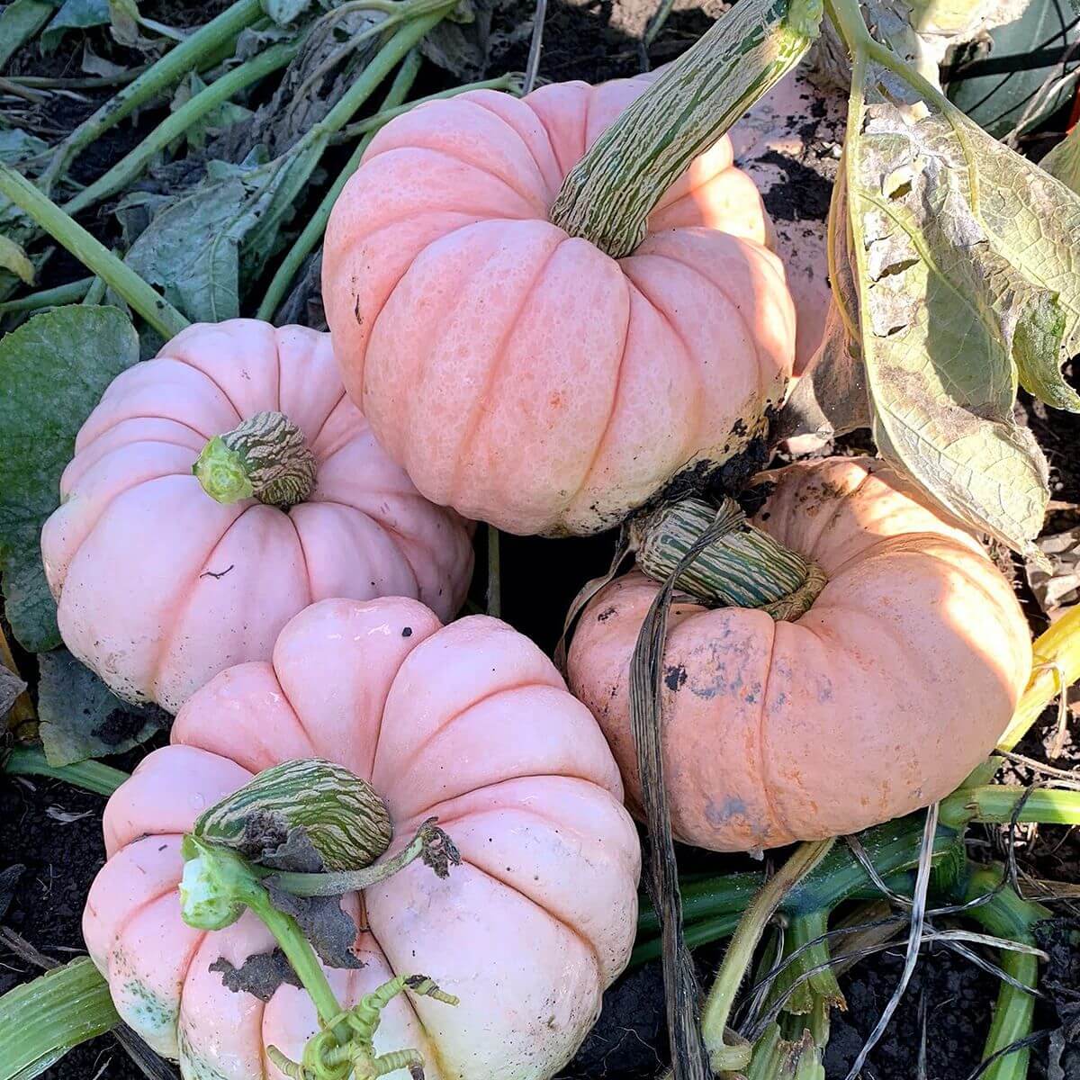 Pink Pumpkin Seeds