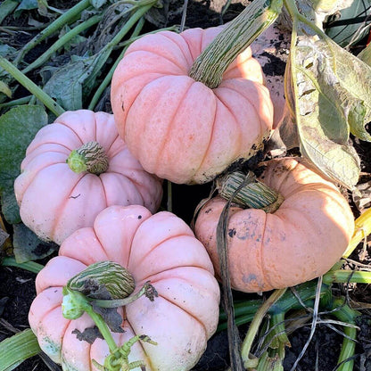 Pink Pumpkin Seeds
