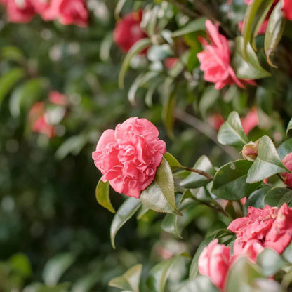 Pink Red Camellia Flores Seeds