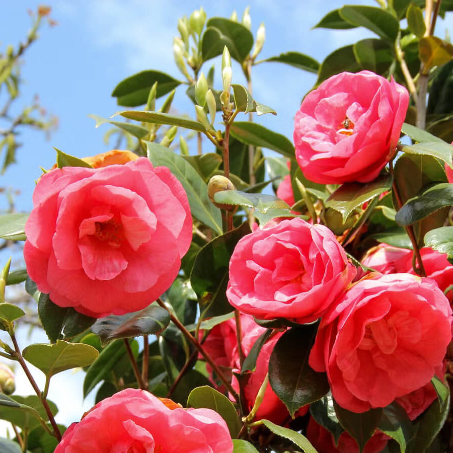 Pink Red Camellia Flores Seeds