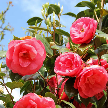 Pink Red Camellia Flores Seeds