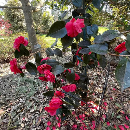 Pink Red Camellia Flores Seeds