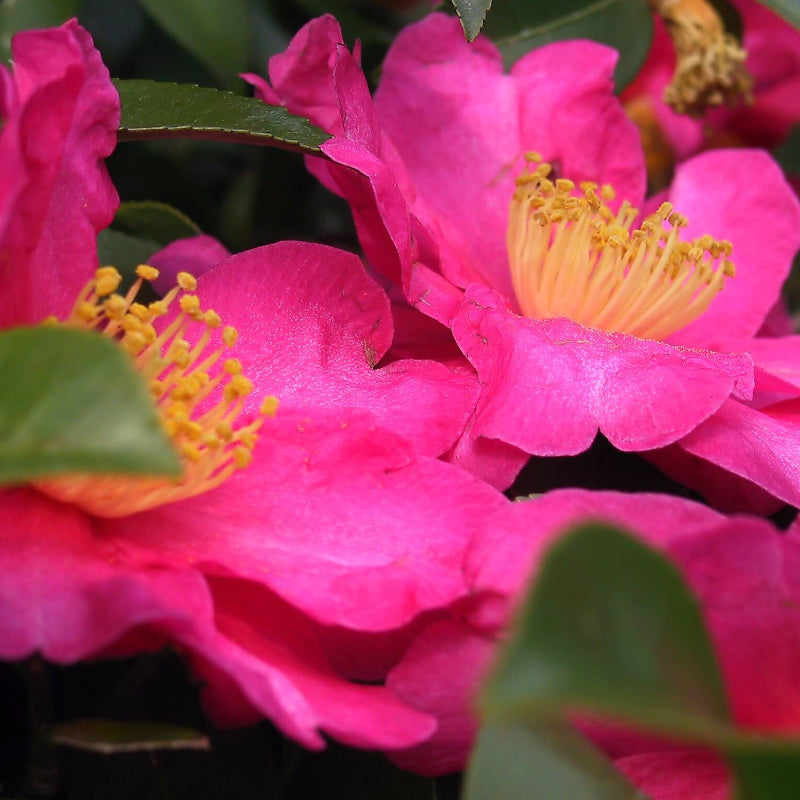 Pink Red Camellia Flores Seeds