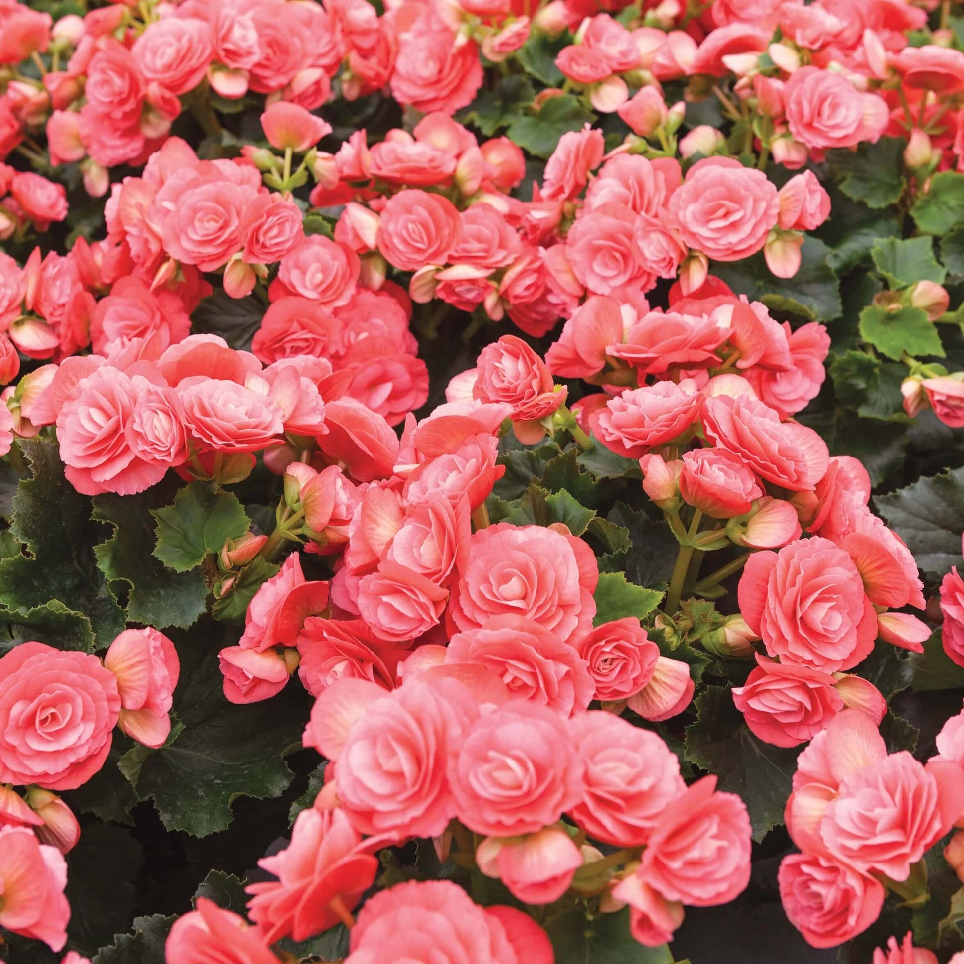 Pink Rieger Begonia Seeds 