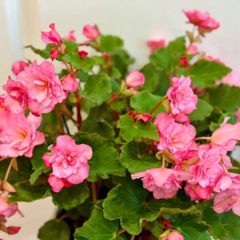 Pink Rieger Begonia Seeds 