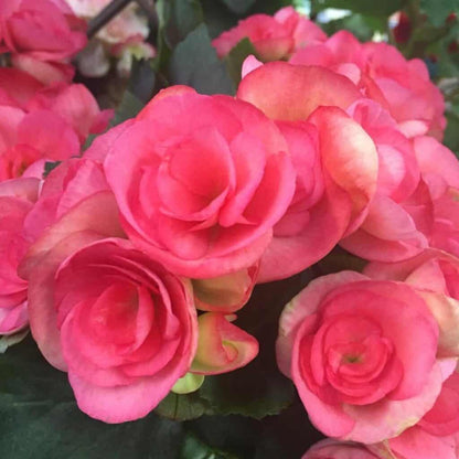 Pink Rieger Begonia Seeds 