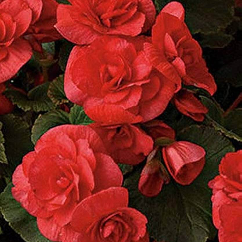 Pink Rieger Begonia Seeds 