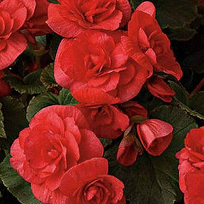 Pink Rieger Begonia Seeds 