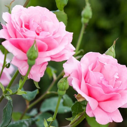 Pink Rose Seeds - Flower Plant