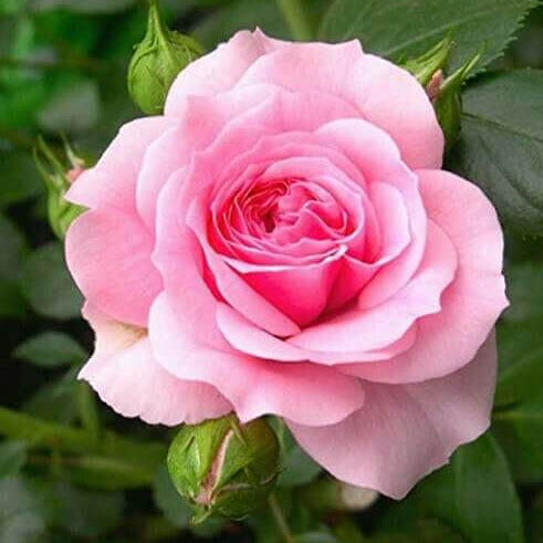Pink Rose Seeds - Flower Plant