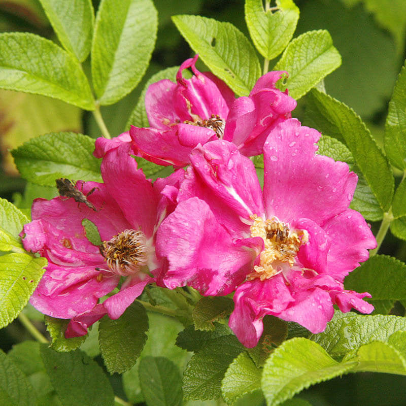 Pink Rugosa Rose Seeds